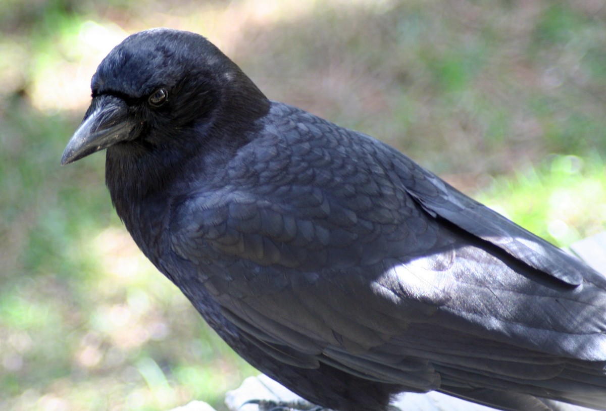 American Crow - ML571858531