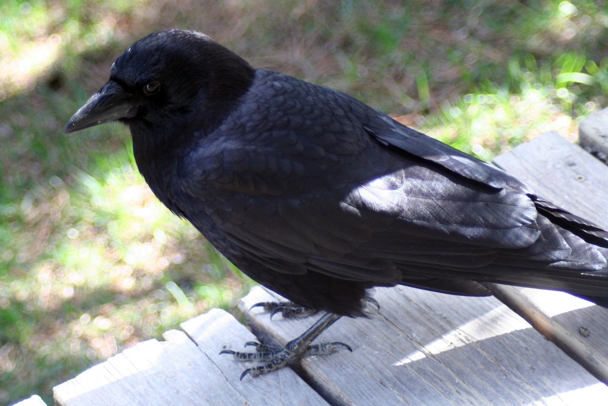 American Crow - ML571858541