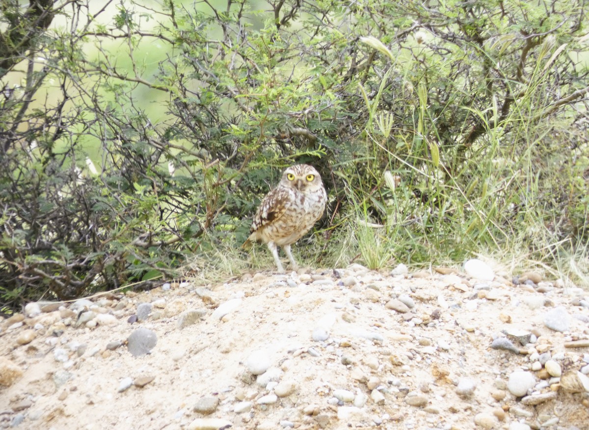 Burrowing Owl - Carlos Nuñez Rodriguez