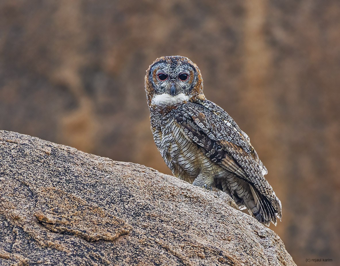 Mottled Wood-Owl - Rejaul Karim