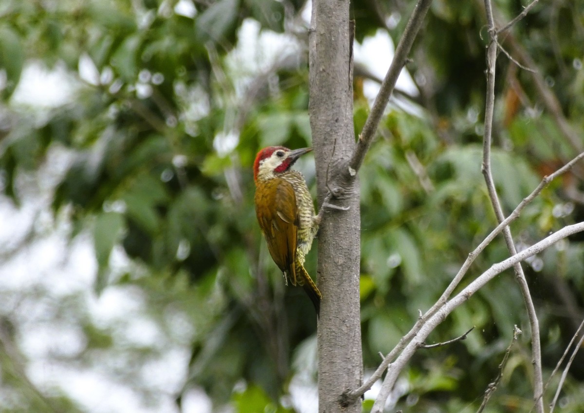 Golden-olive Woodpecker - Carlos Nuñez Rodriguez