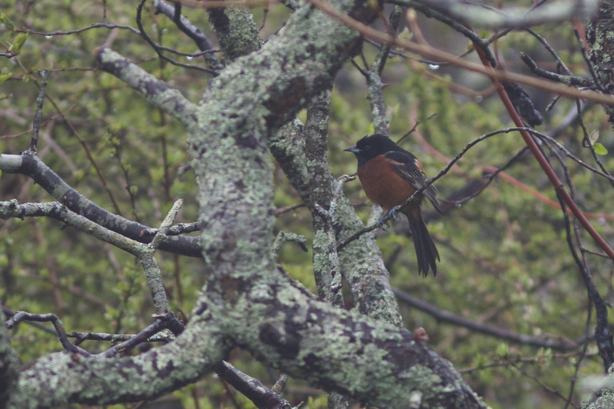 Orchard Oriole - ML57186381