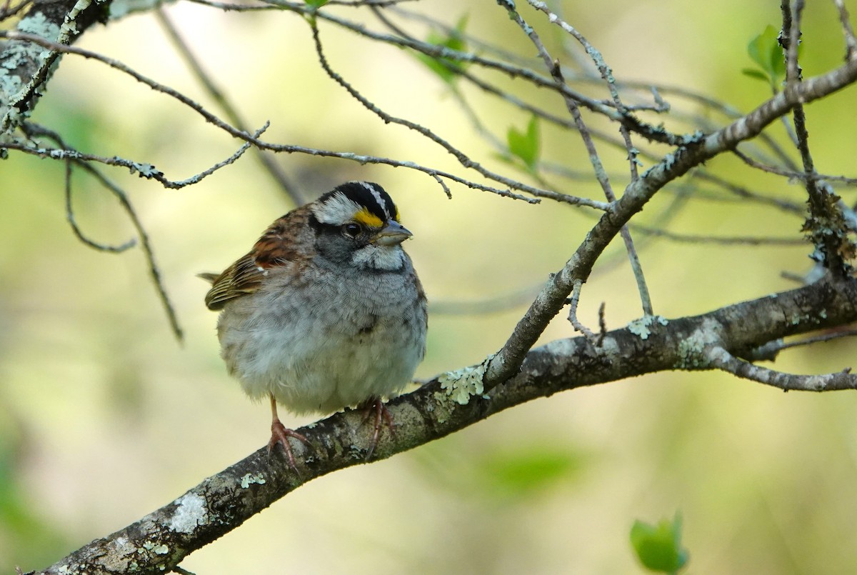 White-throated Sparrow - Sophia Wong