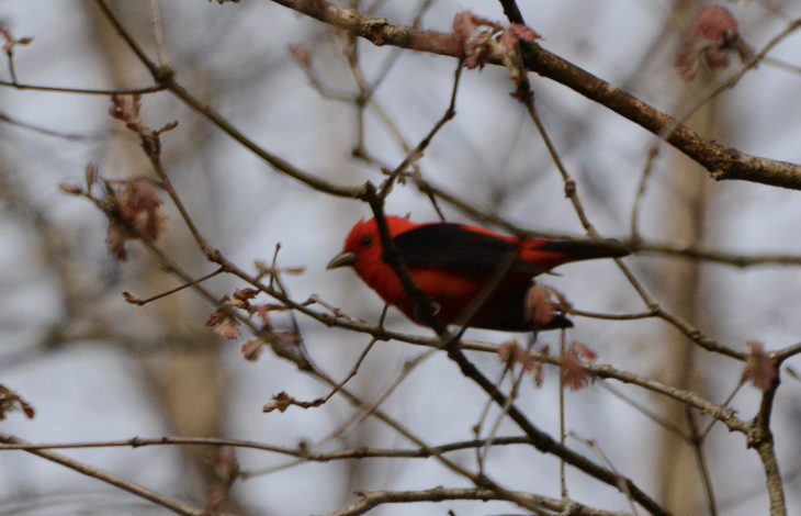 Scarlet Tanager - ML571867121