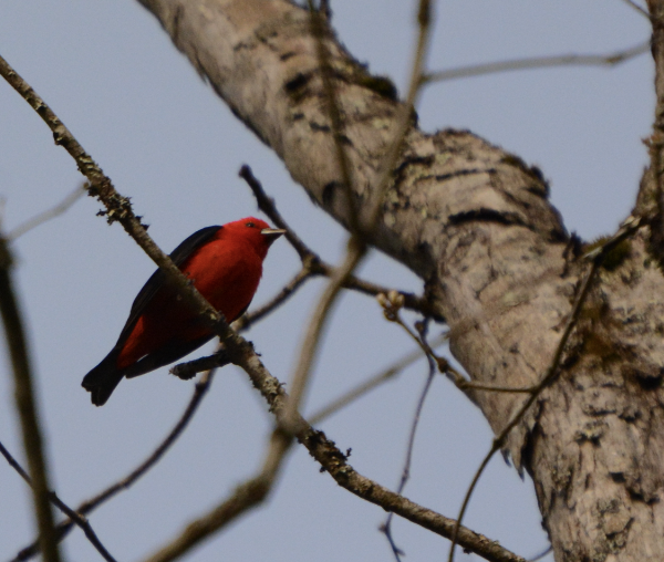 Scarlet Tanager - ML571867131