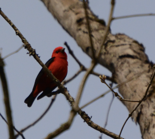 Scarlet Tanager - ML571867141