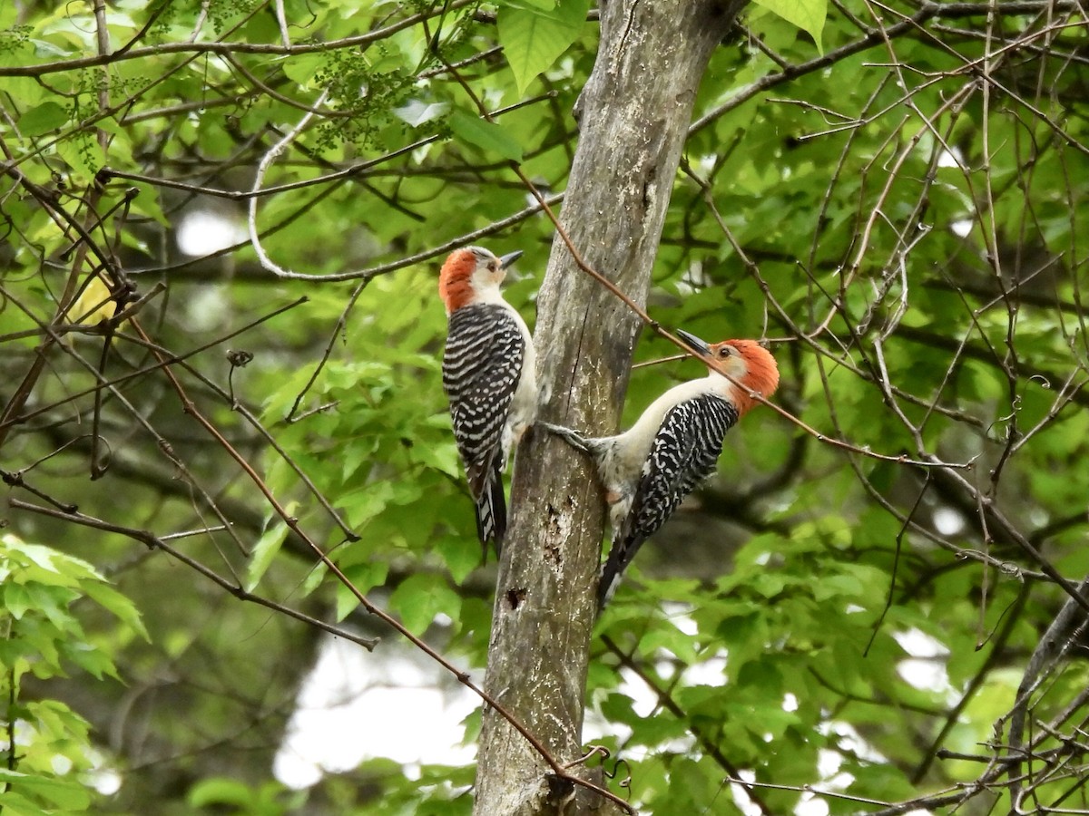 Red-bellied Woodpecker - ML571870351