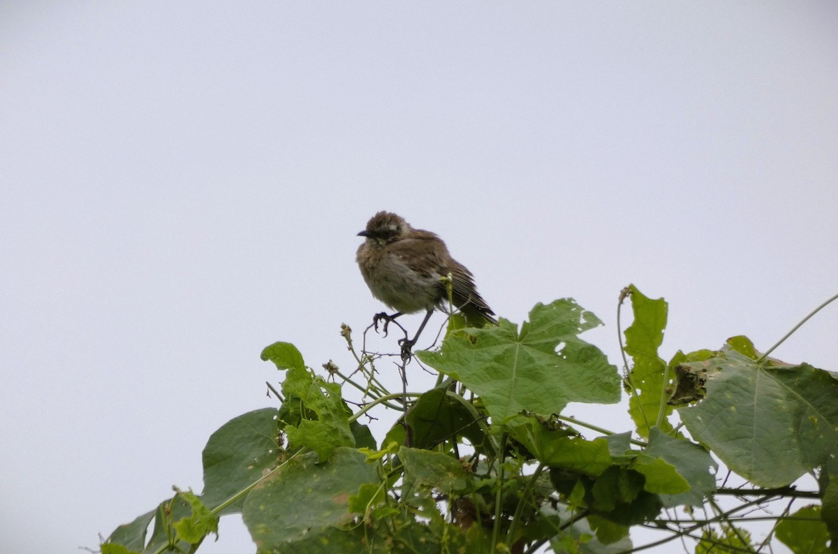 Long-tailed Mockingbird - ML571870401