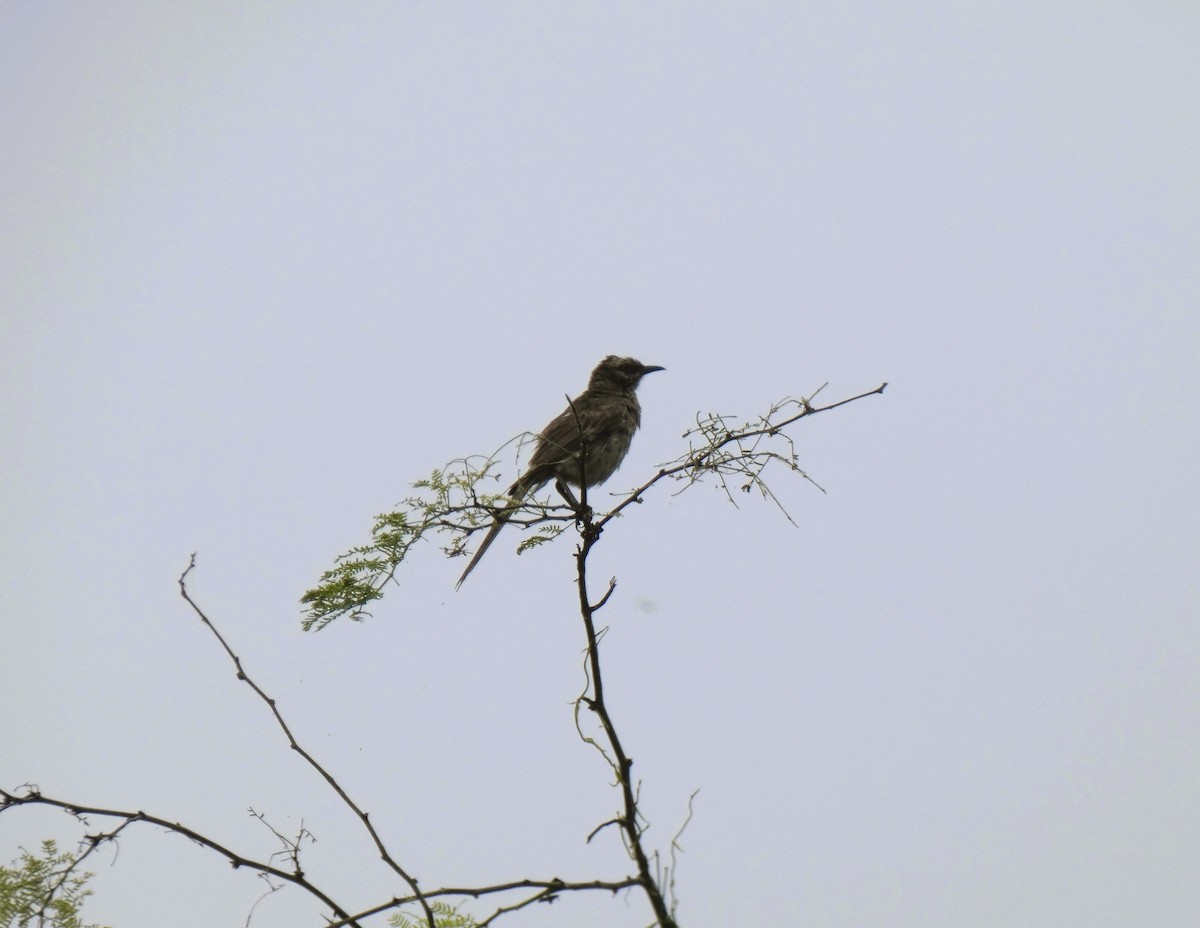 Long-tailed Mockingbird - ML571870411