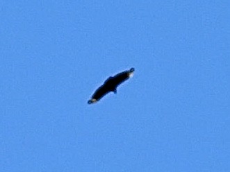 Black Vulture - ML571872181