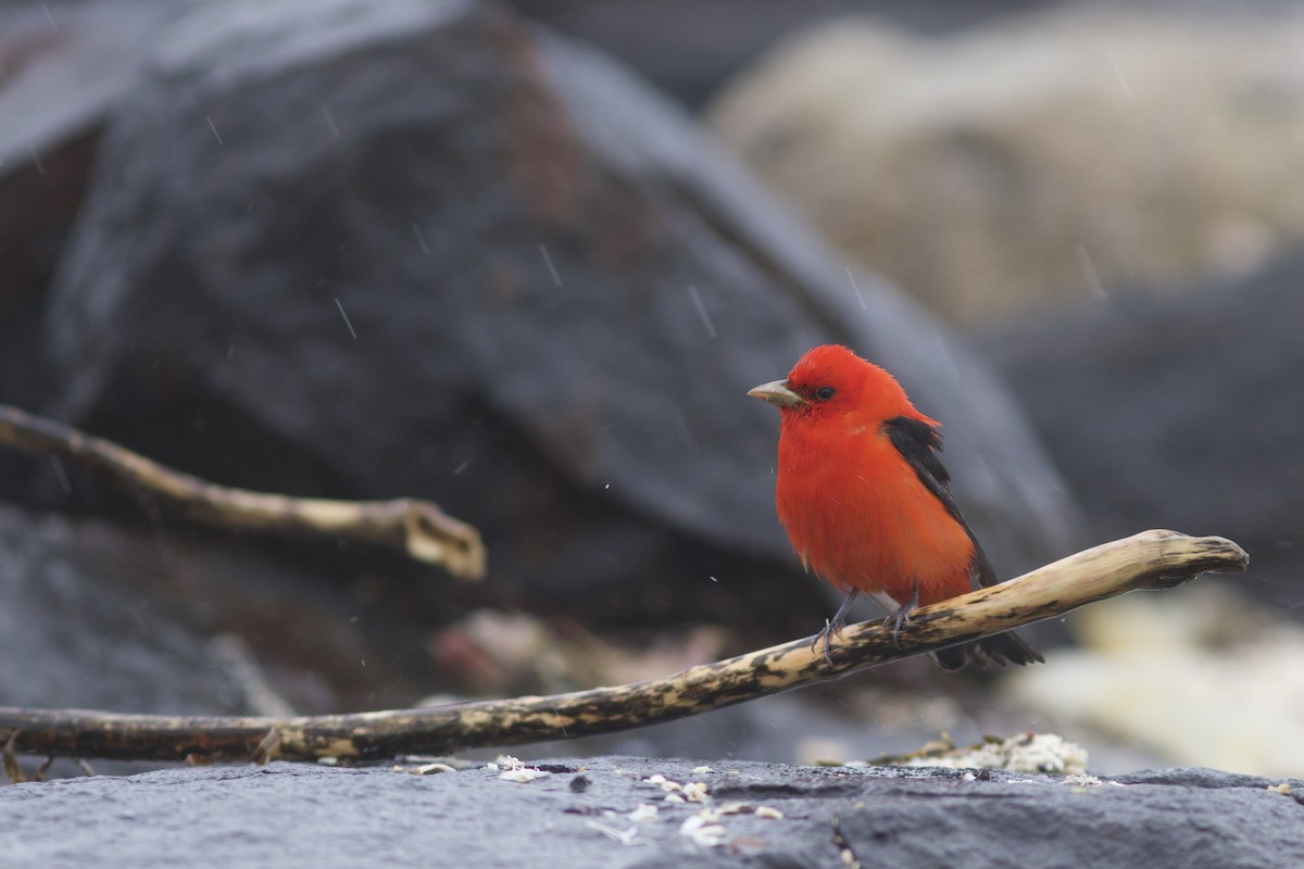 Scarlet Tanager - ML57187271