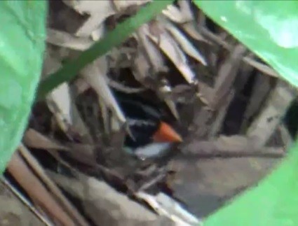 Orange-billed Sparrow - ML571873901