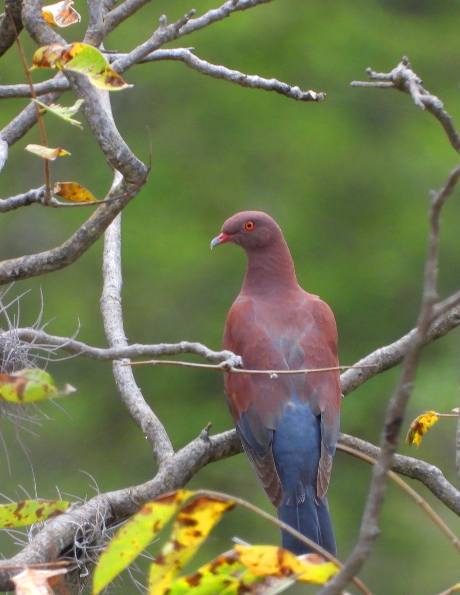 Pigeon du Pérou - ML571878221