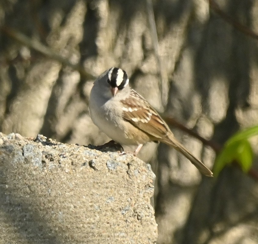 White-crowned Sparrow - ML571878601