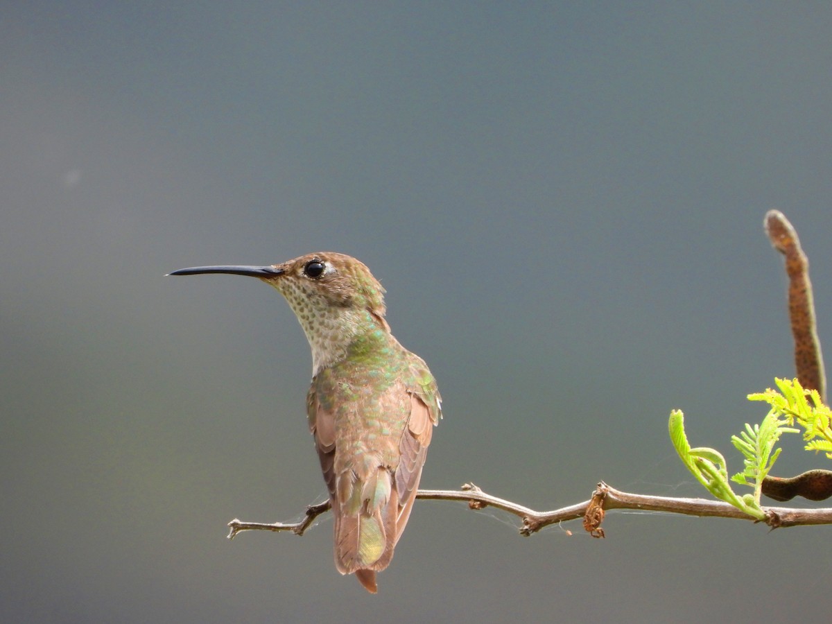 Spot-throated Hummingbird - ML571879001
