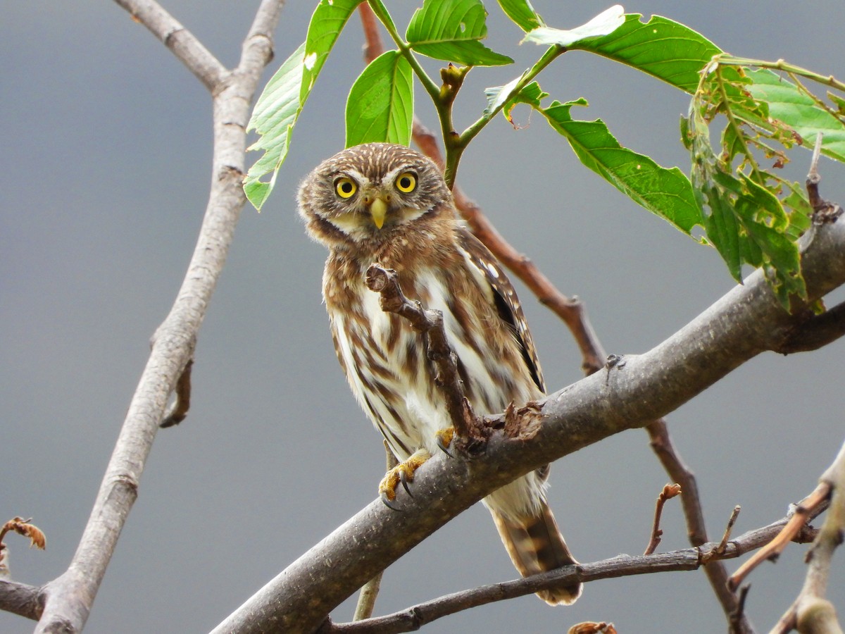 Peruvian Pygmy-Owl - ML571879231