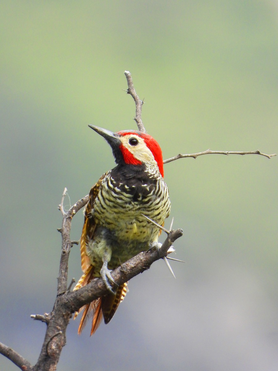 Black-necked Woodpecker - ML571879301