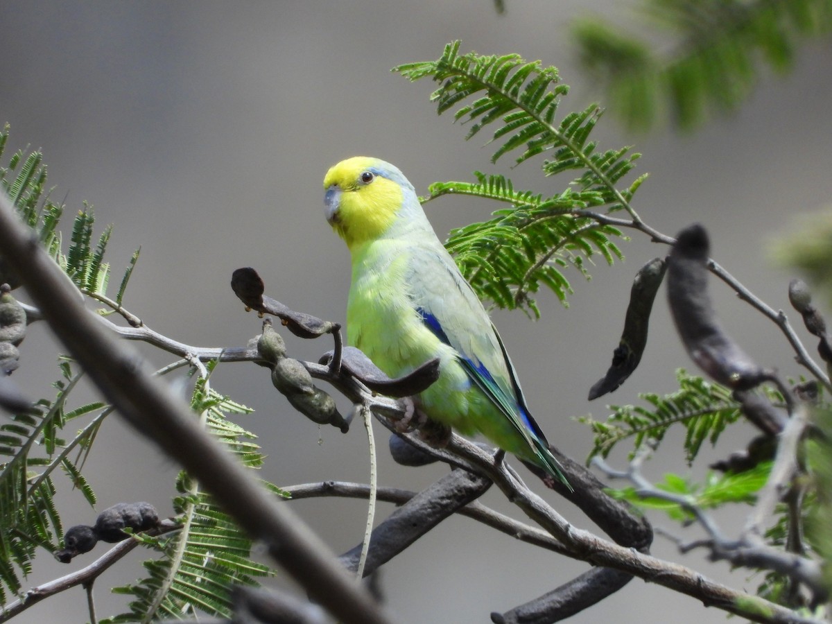 Yellow-faced Parrotlet - ML571879511
