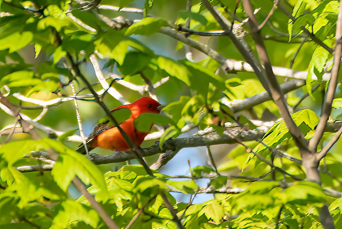 Scarlet Tanager - ML571882381