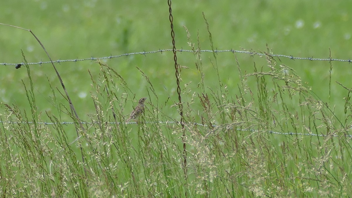 eBird Checklist 13 May 2023 Hendersonville Rugby Complex and