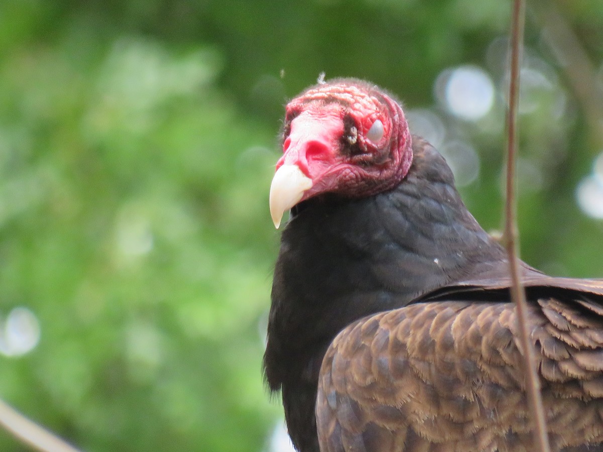 Turkey Vulture - Mackenzie Hollender