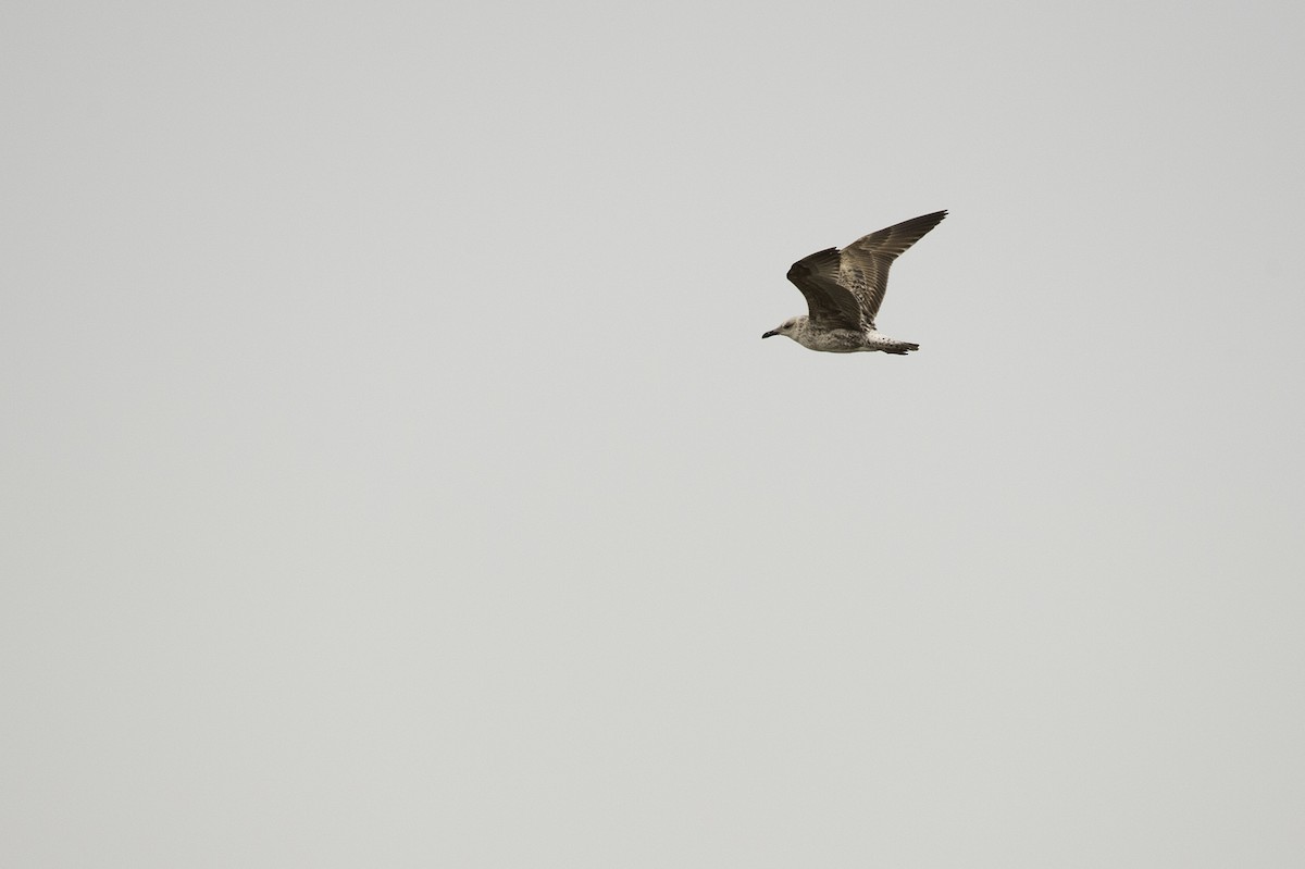 Lesser Black-backed Gull - Cam Nikkel