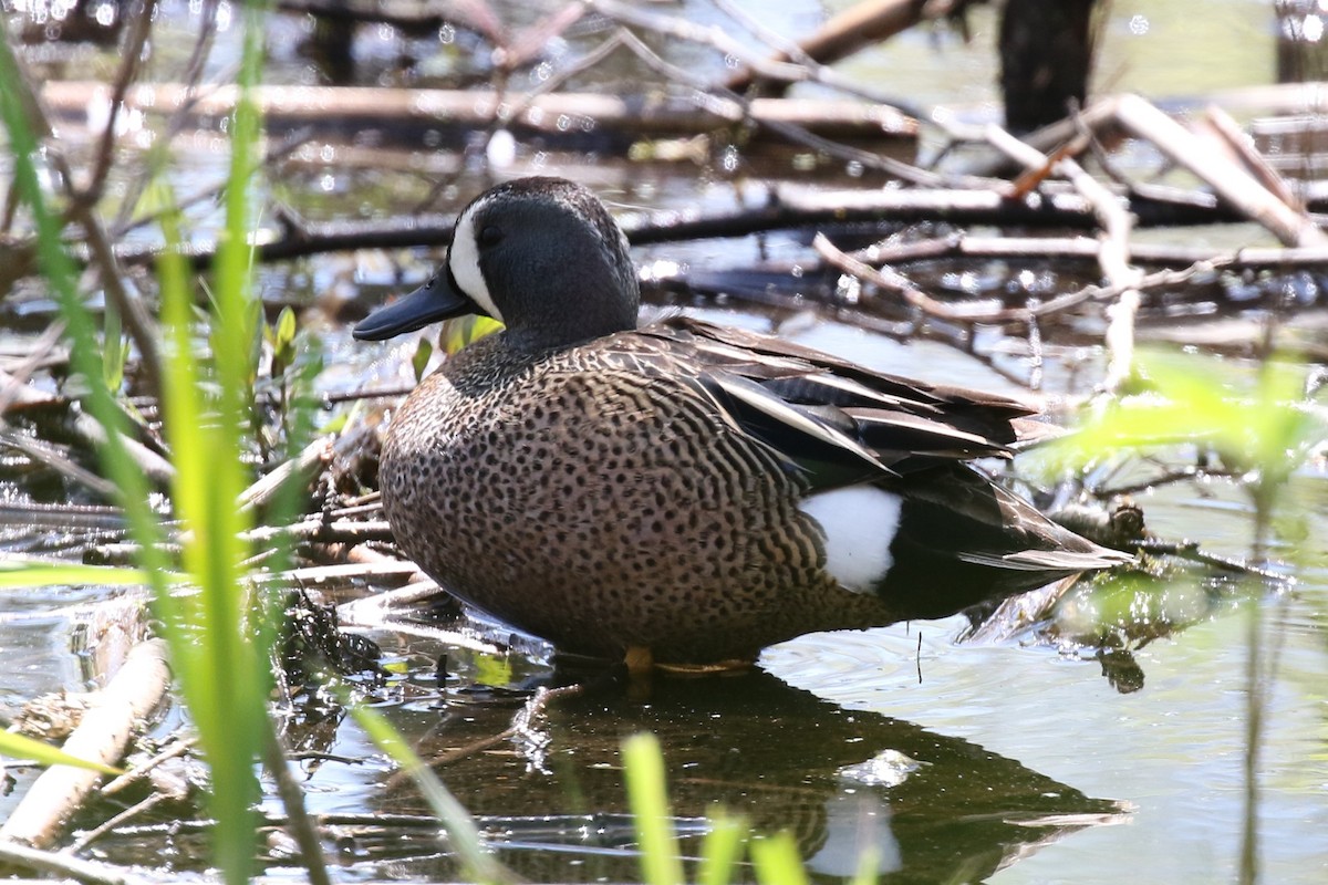 Blue-winged Teal - Eric Gustafson