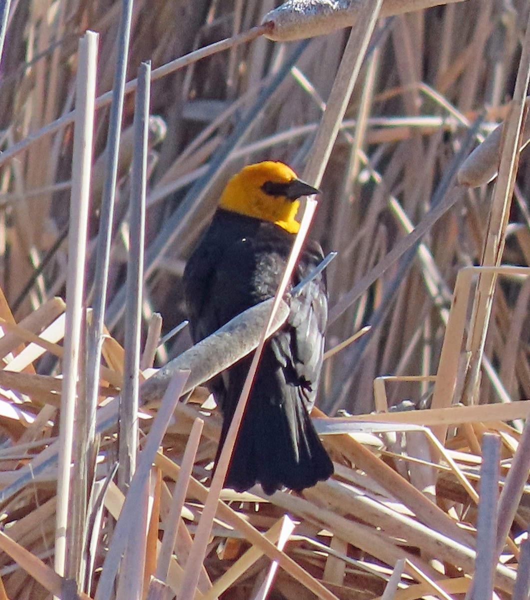Yellow-headed Blackbird - ML571898901