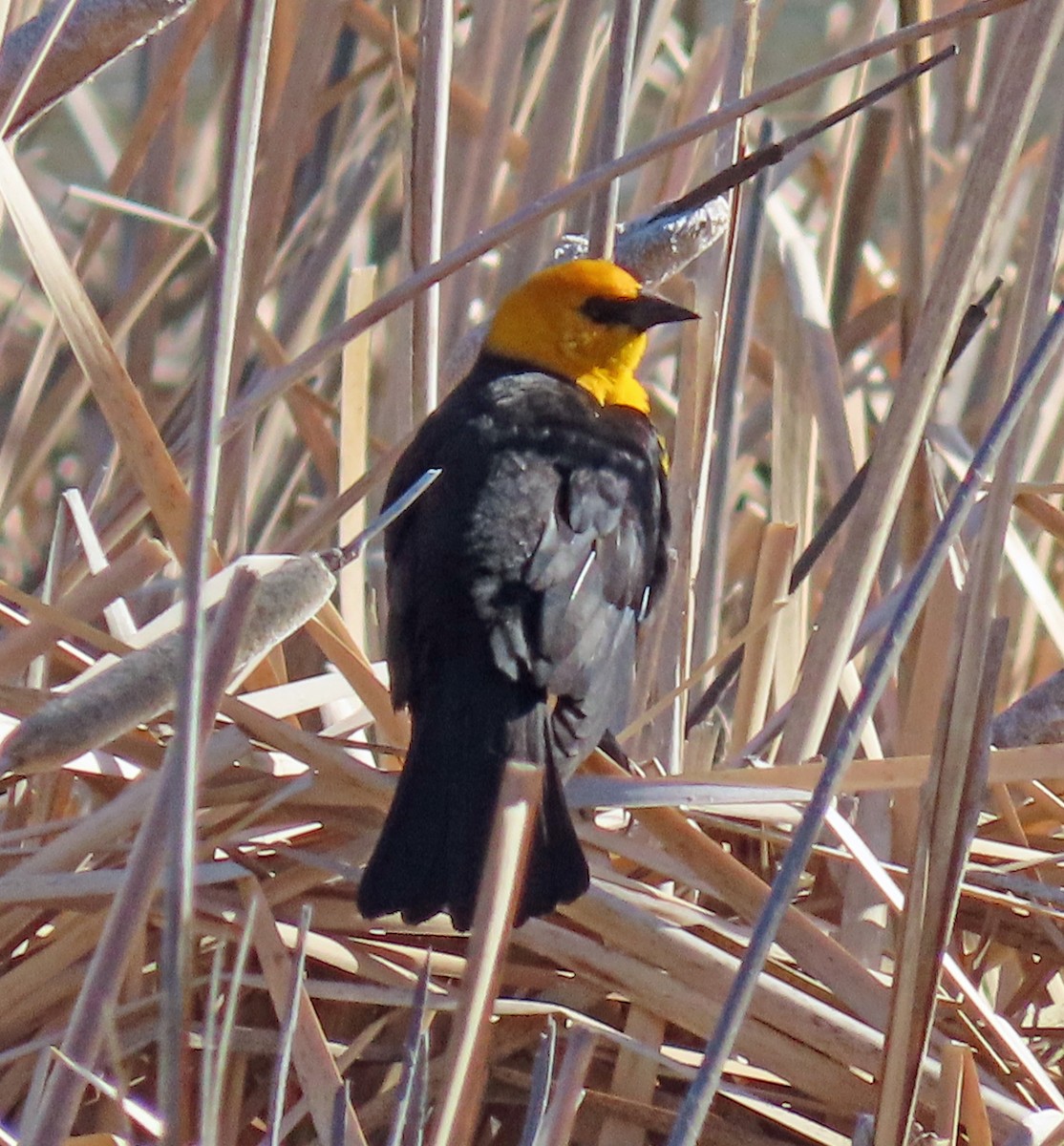 Yellow-headed Blackbird - ML571898911