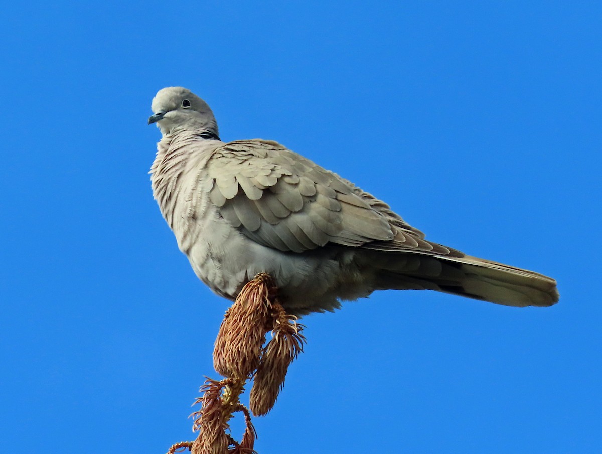 Eurasian Collared-Dove - ML571900871