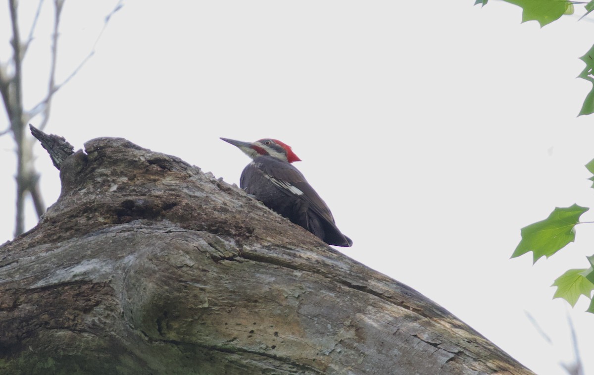 Pileated Woodpecker - ML571907831