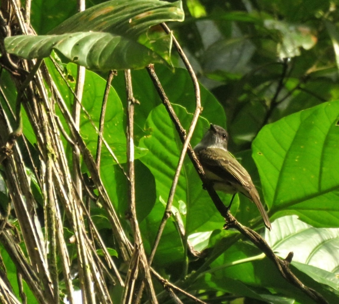 Sepia-capped Flycatcher - ML571907951