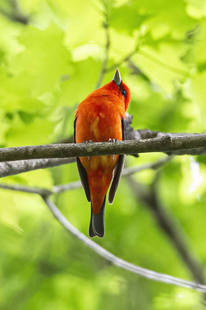 Scarlet Tanager - ML571908931