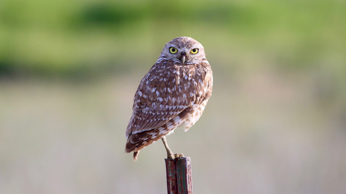 Burrowing Owl - Brian Rusnica