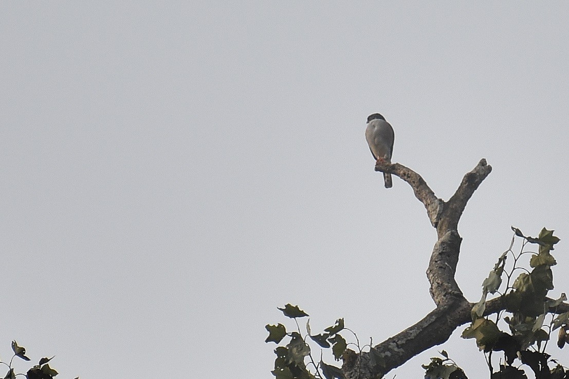 Red-thighed Sparrowhawk - ML571910511