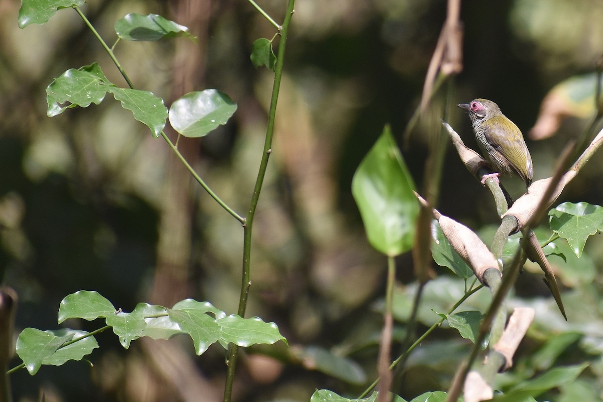 African Piculet - ML571910701