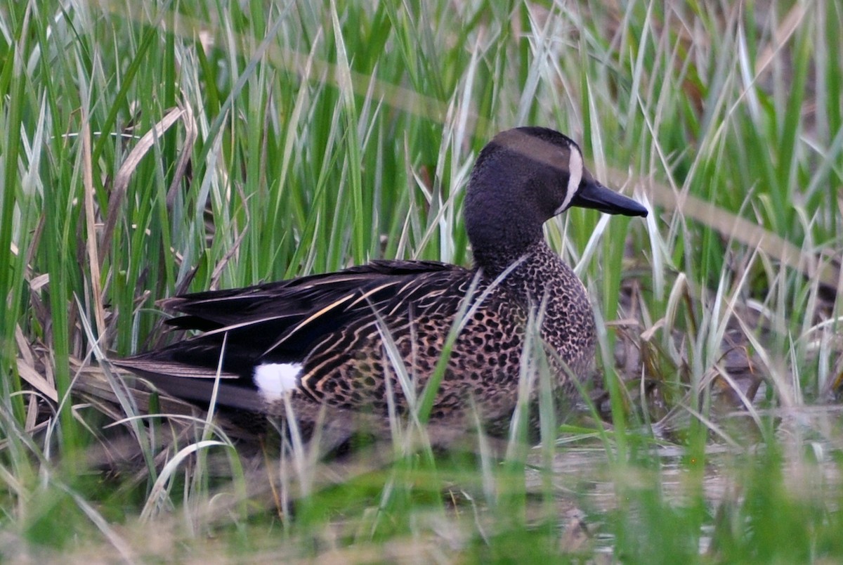 Blue-winged Teal - ML571912091