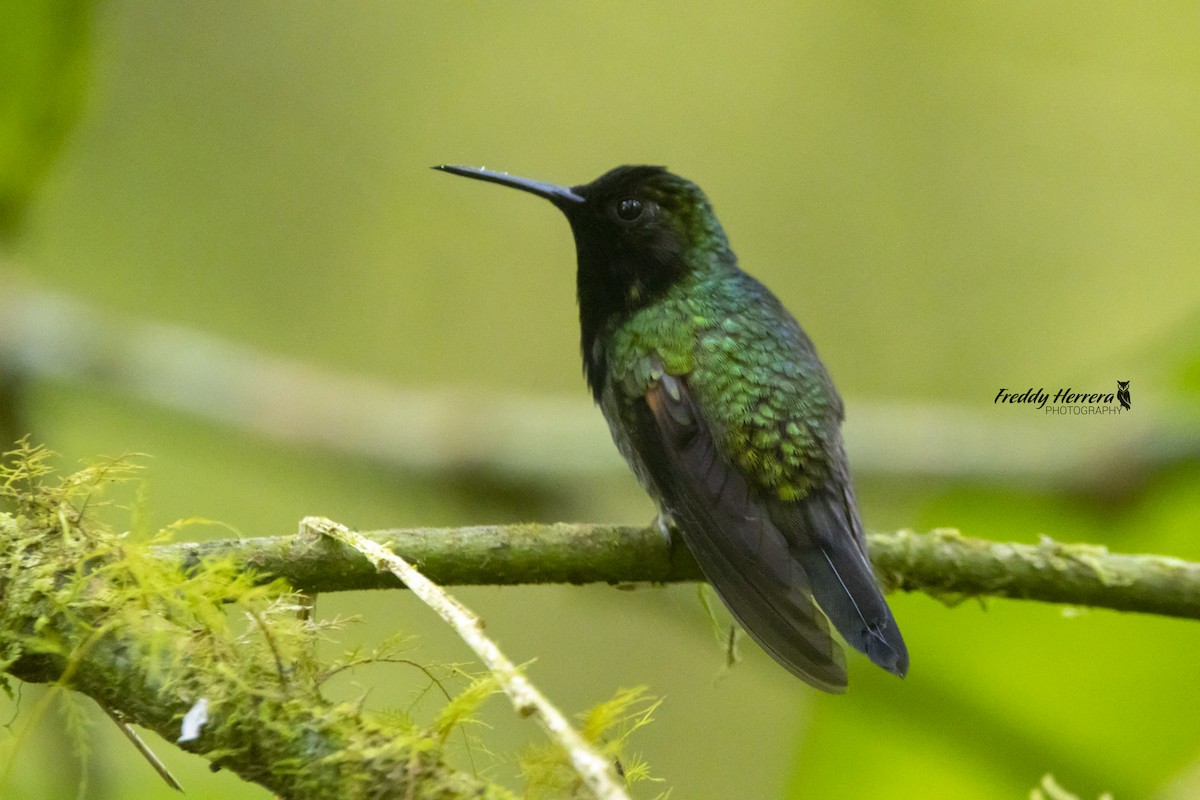 Black-bellied Hummingbird - ML571913091