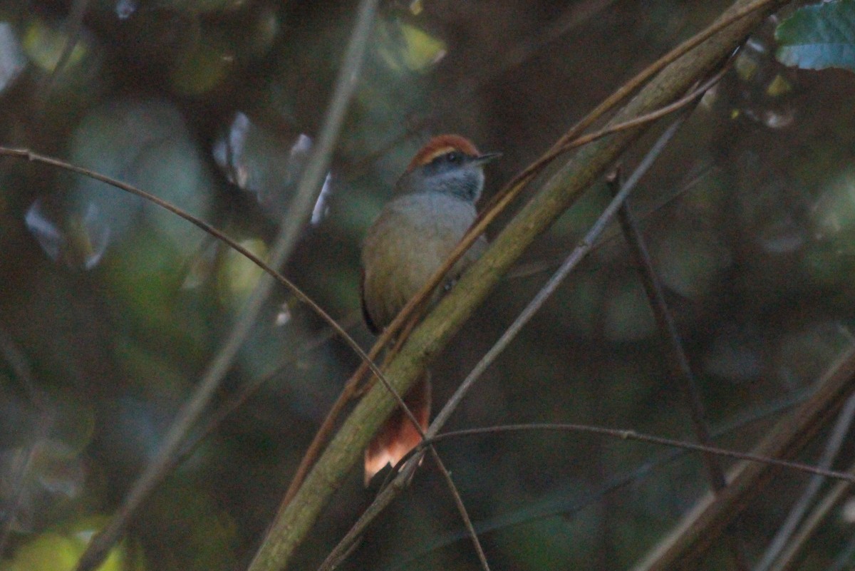 Rufous-capped Spinetail - ML571918221