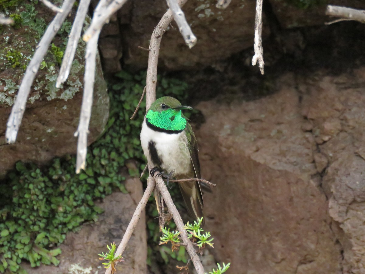 Green-headed Hillstar - Calipuy Santuario Nacional