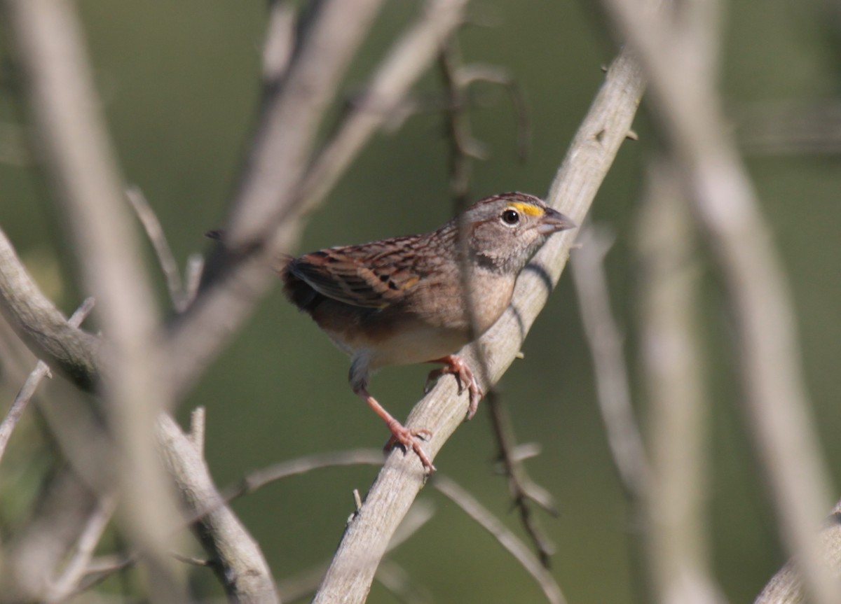 Grassland Sparrow - ML571920021