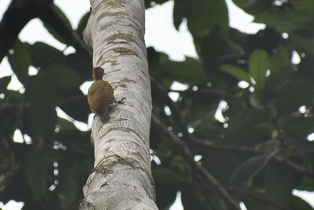 Green-backed Woodpecker (Little Green) - ML571922101