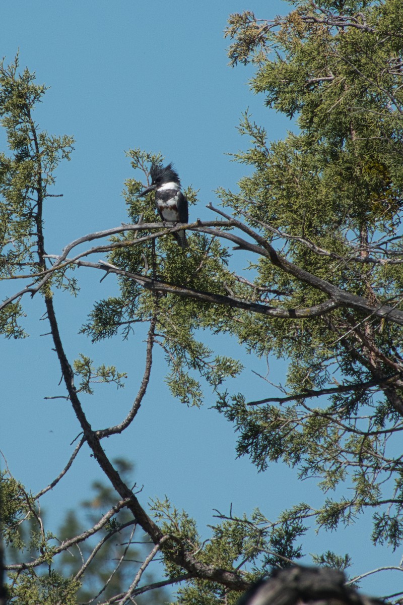 Belted Kingfisher - ML571925061