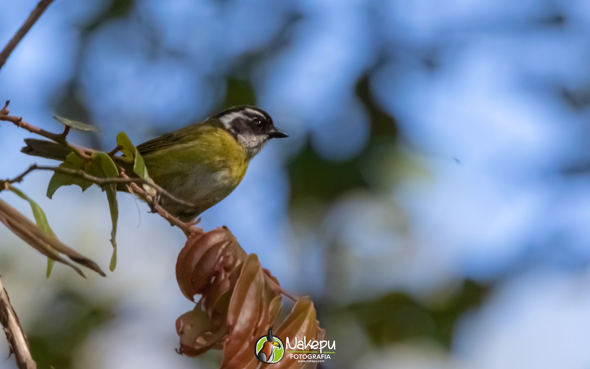 Sooty-capped Chlorospingus - ML571925511
