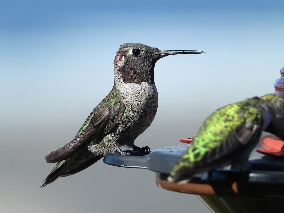 Anna's Hummingbird - ML571925901