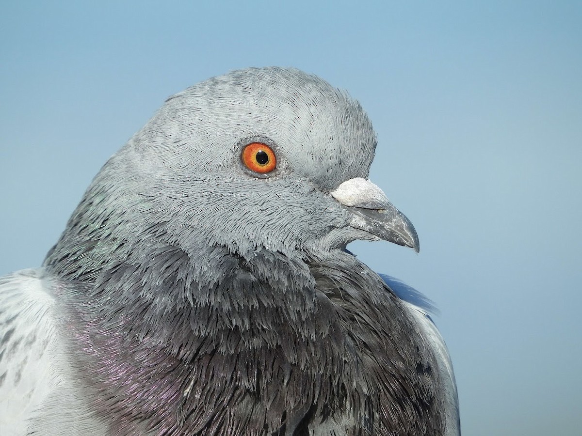 Rock Pigeon (Feral Pigeon) - ML571926271