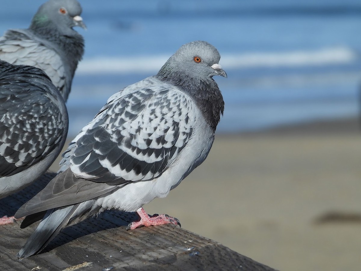 Rock Pigeon (Feral Pigeon) - ML571926341
