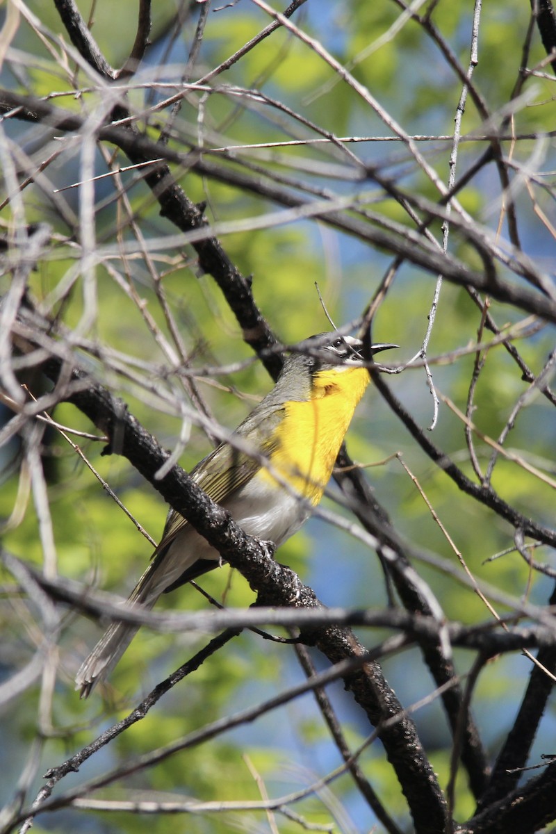 Yellow-breasted Chat - ML571930071