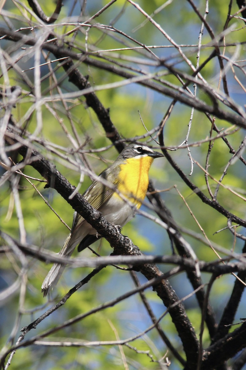 Yellow-breasted Chat - ML571930081