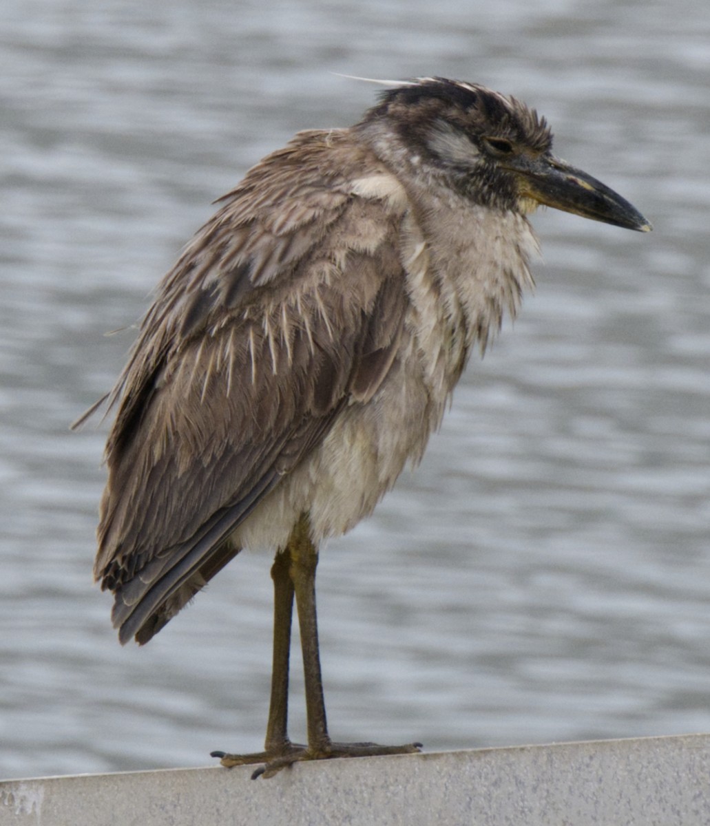 eBird Checklist 14 May 2023 Morro Bay Harbor 1 species
